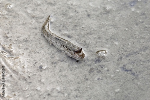 An Atlantic mudskipper, Periophthalmus barbarous, on a mudflat photo
