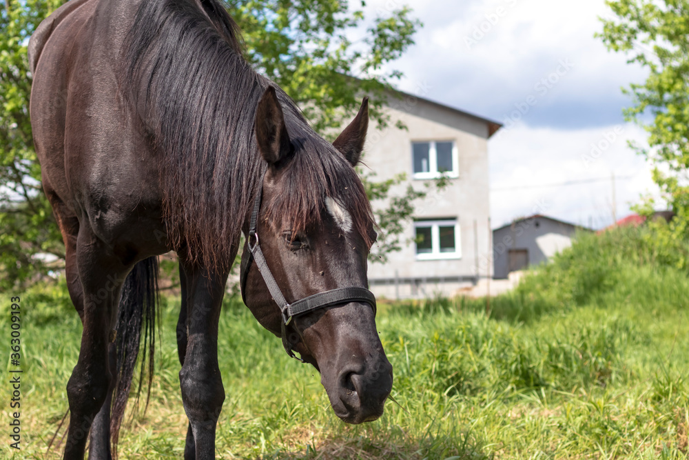 Fototapeta premium Daylight. black horse eating grass in the meadow. Close-up.