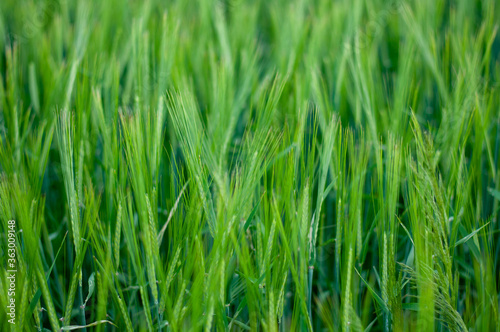 green wheat field on a Sunny summer day