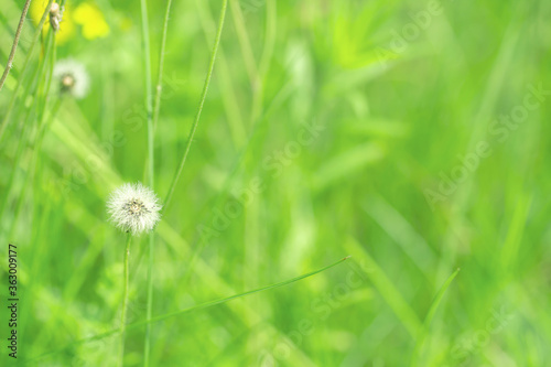 Wild white dandelion and blades in scenic field. Summer colorful fresh background