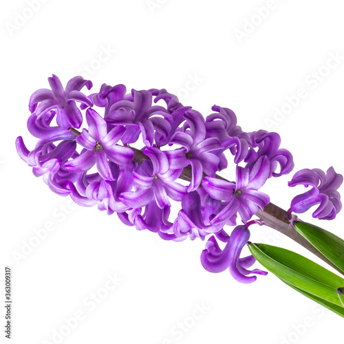 Blooming Hyacinthus Isolated on white background close-up