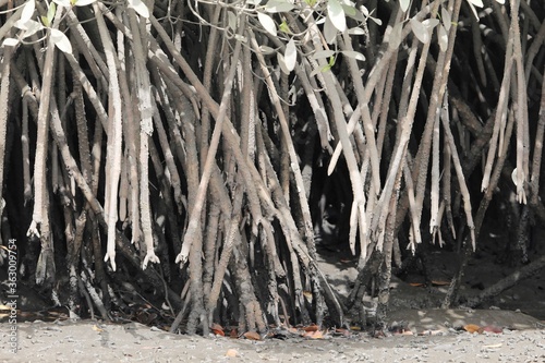 Roots of white mangrove shrubs, Laguncularia racemosa