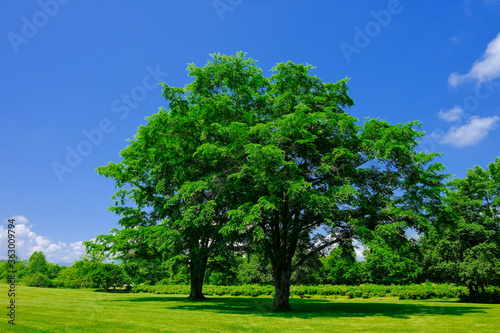 青空と大木 © makieni