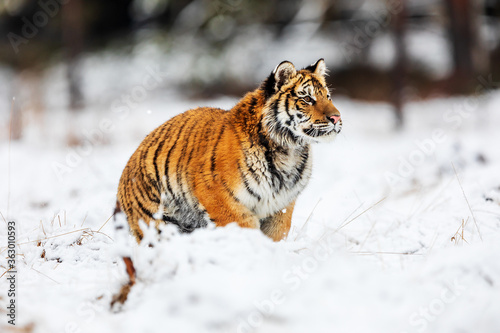 Siberian tiger (Panthera tigris tigris) posing in the snowy wilderness