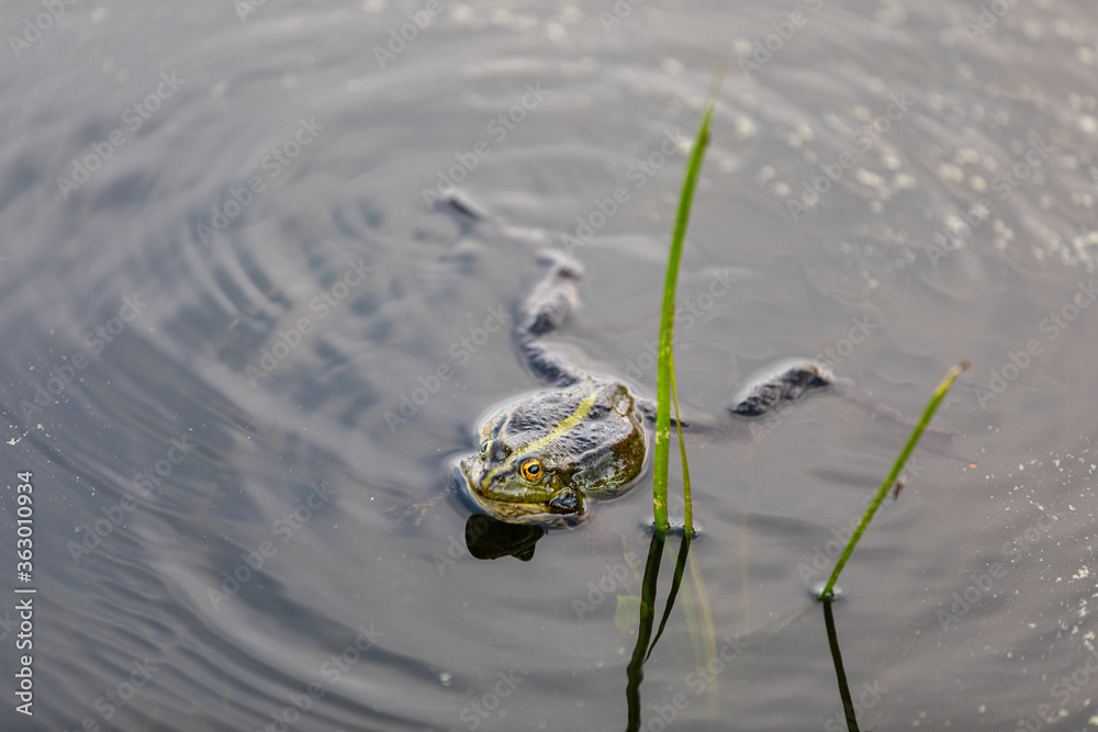 Green frog swims in the water in a swamp. Croaks loudly, blowing bubbles. Courtship games. Nature and fauna in the summer. Green frog swims in the water in a swamp. Croaks loudly, blowing bubbles. Courtship games. Nature and fauna in the summer.