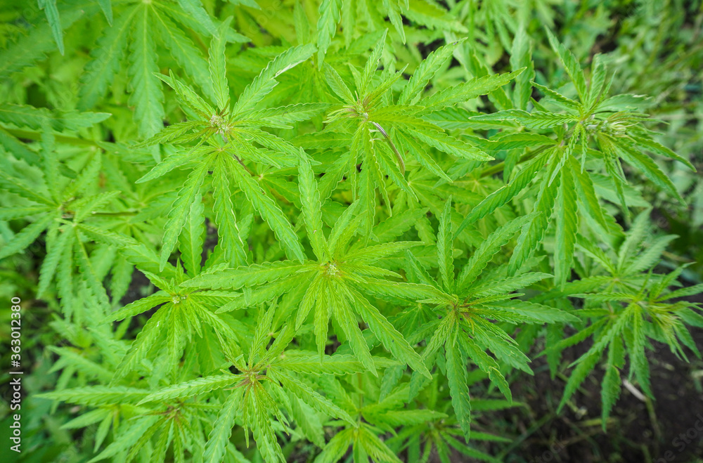 The concept of Indoor grow marijuana. marijuana for recreational purposes. Cannabis texture The concept of Indoor grow marijuana. marijuana for recreational purposes. Cannabis texture