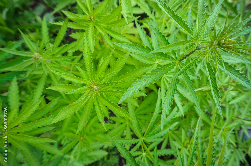 The concept of Indoor grow marijuana. marijuana for recreational purposes. Cannabis texture The concept of Indoor grow marijuana. marijuana for recreational purposes. Cannabis texture