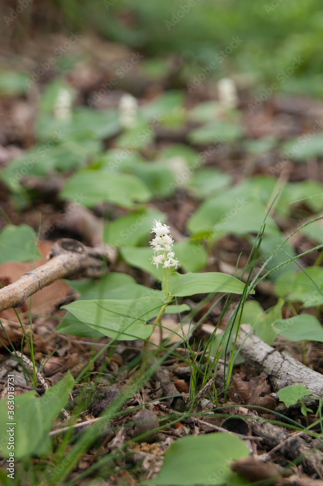 Maianthemum bifolium false lily of the valley