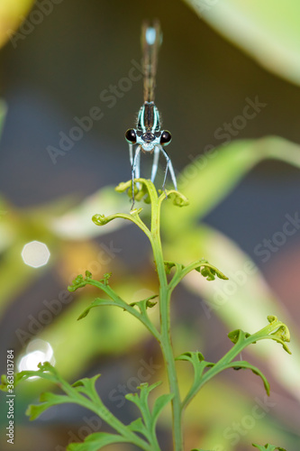 エゾイトトンボ　Damselfly photo