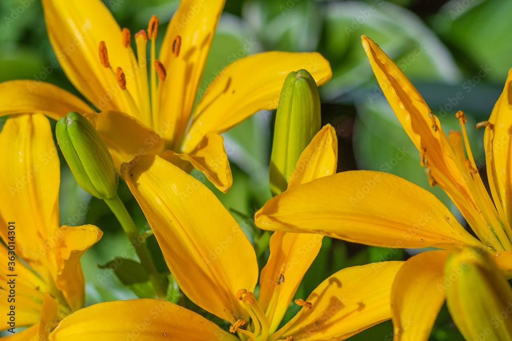 Blooming bright yellow lily flowers in a Colorado rural summer garden Blooming bright yellow lily flowers in a Colorado rural summer garden