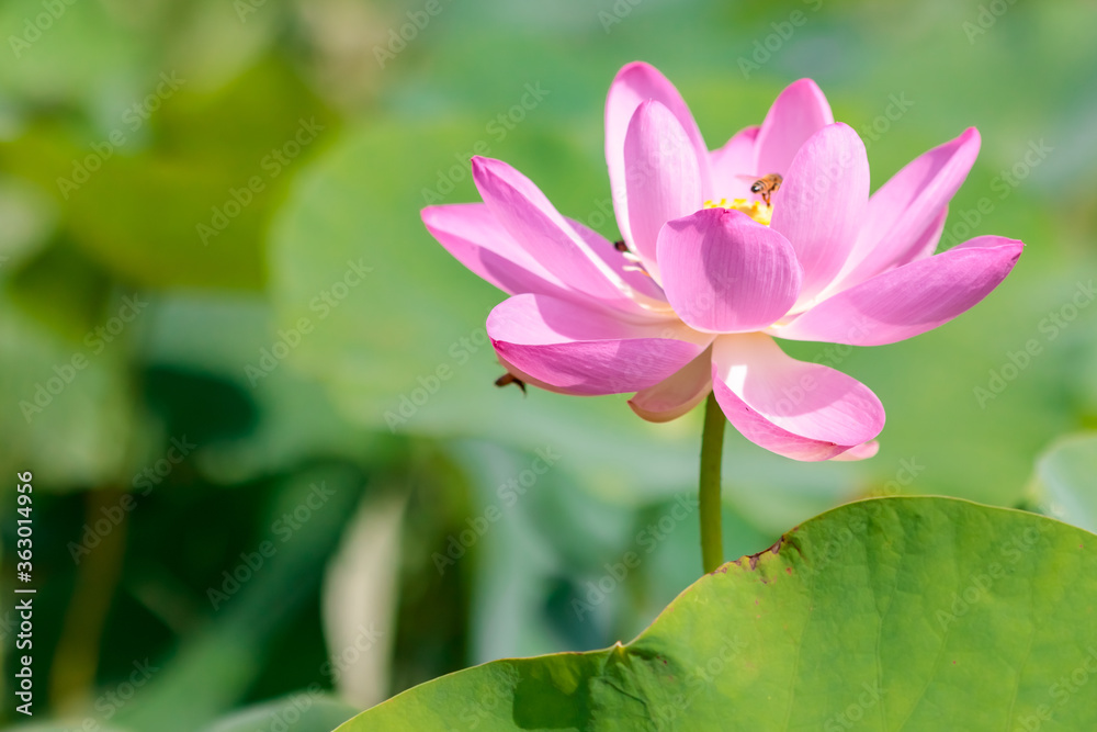 蓮の花（二千年ハス）とミツバチ　千栗土居公園　佐賀県みやき町　 Lotus flower and Bee Chirikudoi Park Saga-ken Miyaki town