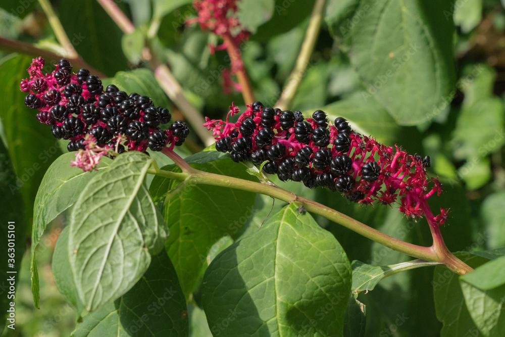 Amerikanische Kermesbeere (Phytolacca decandra) Amerikanische Kermesbeere (Phytolacca decandra)