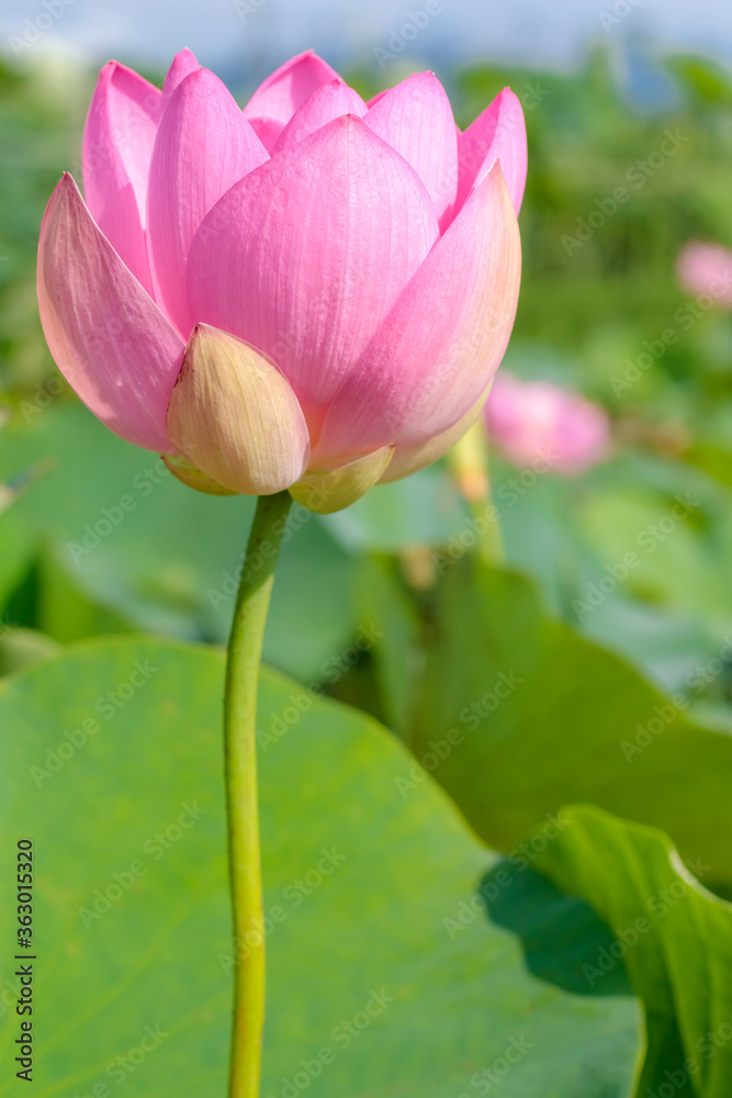 蓮の花(二千年ハス)千栗土居公園 佐賀県みやき町 Lotus flower Chirikudoi Park Saga-ken Miyaki town 蓮の花(二千年ハス)千栗土居公園 佐賀県みやき町 Lotus flower Chirikudoi Park Saga-ken Miyaki town