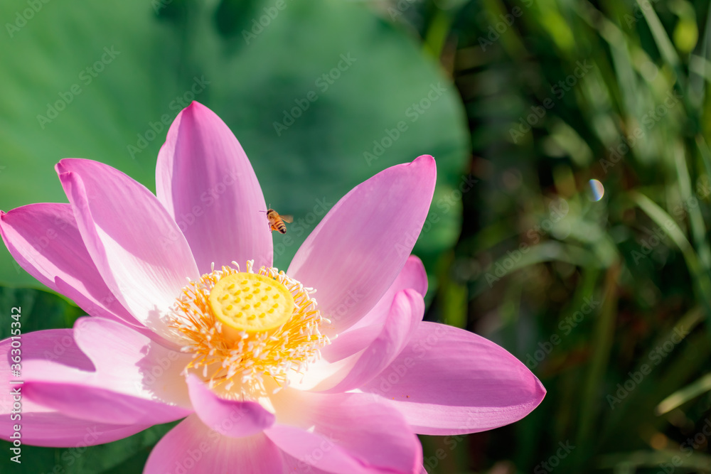 蓮の花(二千年ハス)とミツバチ 千栗土居公園 佐賀県みやき町 Lotus flower and Bee Chirikudoi Park Saga-ken Miyaki town 蓮の花(二千年ハス)とミツバチ 千栗土居公園 佐賀県みやき町 Lotus flower and Bee Chirikudoi Park Saga-ken Miyaki town