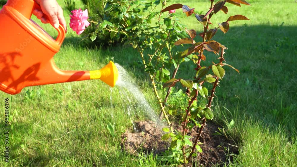 Watering from a watering can of a rose Bush in the garden on a Sunny summer day.