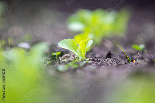 Young lettuce leaves are grown in spring and summer as vitamin greens. Salad greens close up view. Concept of agriculture. Green natural background.