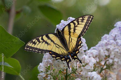 Canadian Tiger Swallowtail butterfly on lilac flowers
