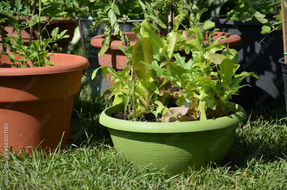 Tomatoe plants and other vegetables growing in an urban garden during the Coronavirus Pandemic Tomatoe plants and other vegetables growing in an urban garden during the Coronavirus Pandemic