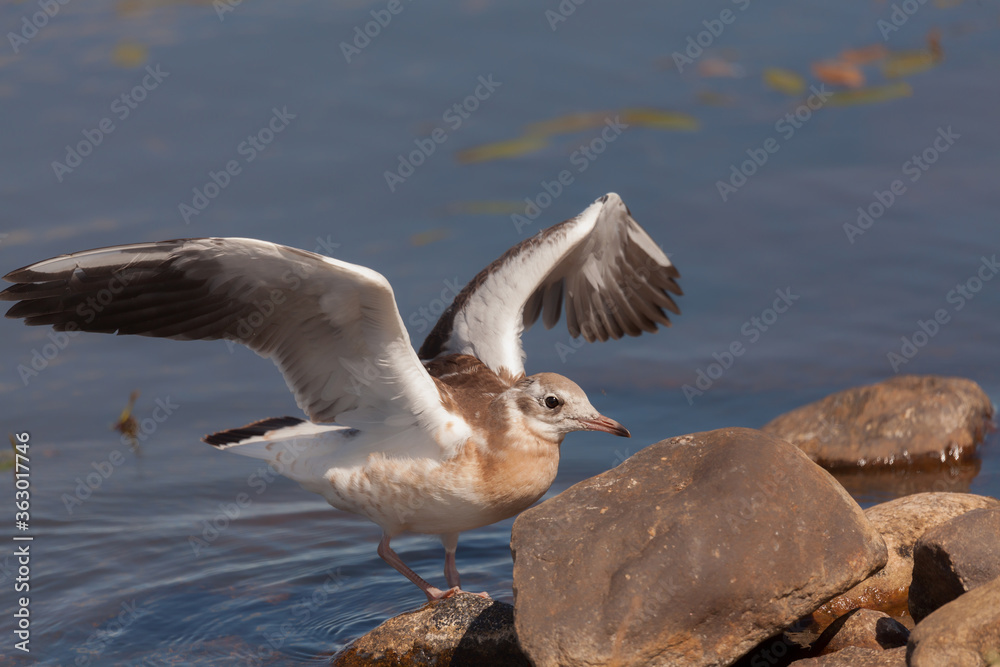juvenile gull has landed on a stone next to the water of the lake Filsø (Denmark) juvenile gull has landed on a stone next to the water of the lake Filsø (Denmark)