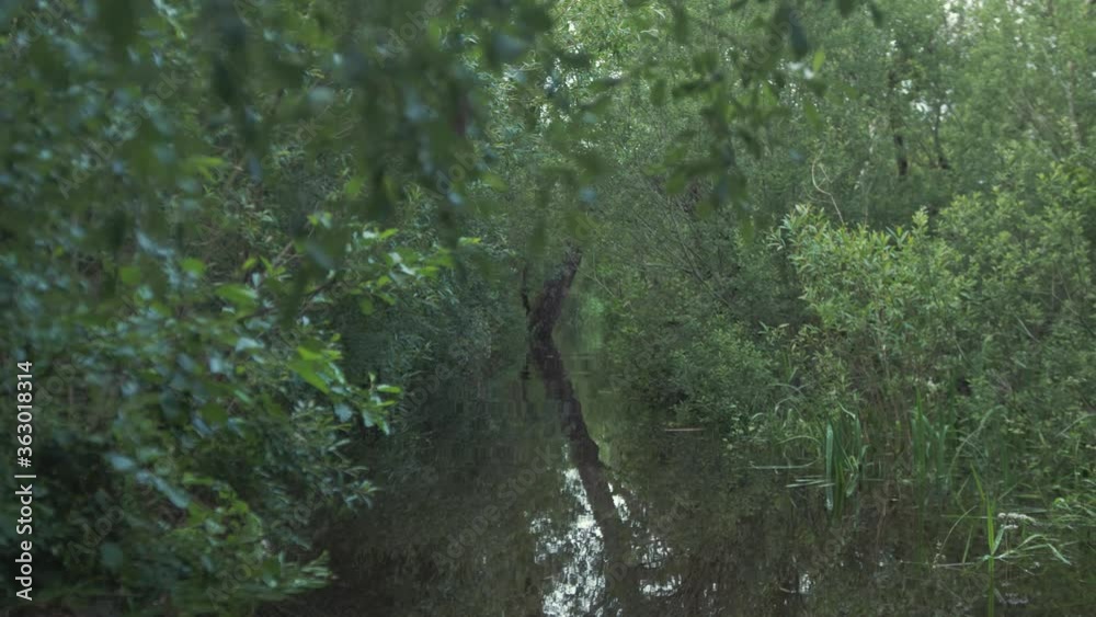 Gliding down through dense forestry wilderness 4K Gliding down through dense forestry wilderness 4K