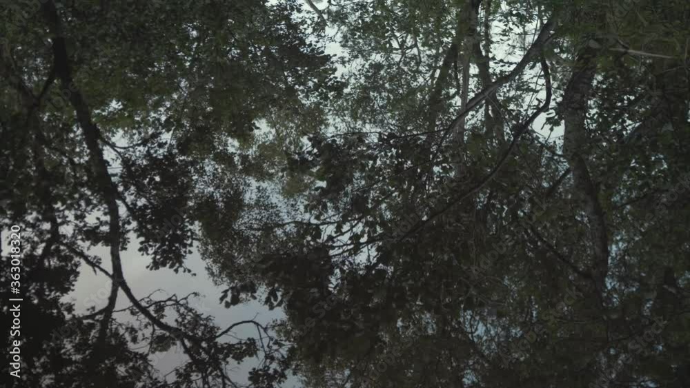 Mirror like water reflects river shore wilderness vegetation, TILT REVEAL Mirror like water reflects river shore wilderness vegetation, TILT REVEAL