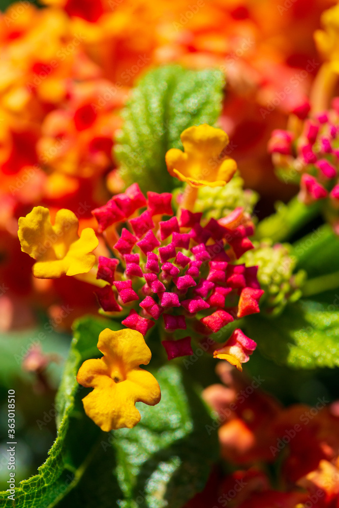 orange and yellow flowers orange and yellow flowers