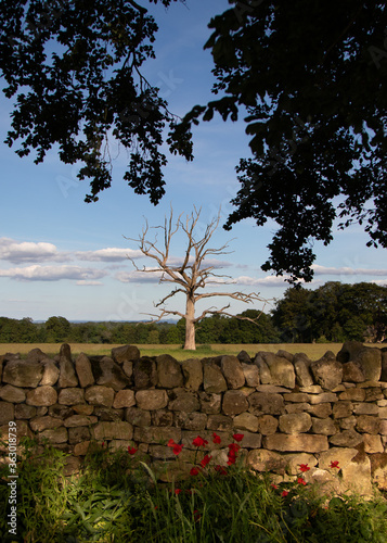 Natural memorial lonely tree with poppies