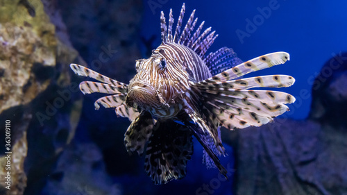 Beautiful Lion Fish 