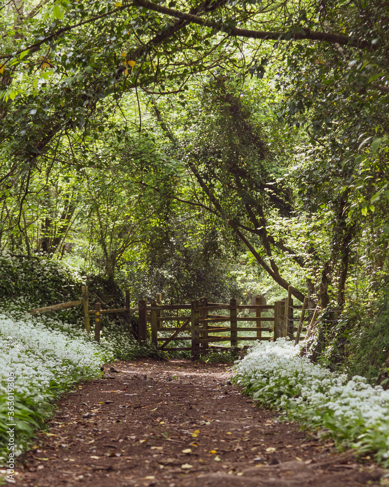 Gateway in the woodland surrounded by wild garlic Gateway in the woodland surrounded by wild garlic