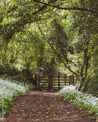 Gateway in the woodland surrounded by wild garlic