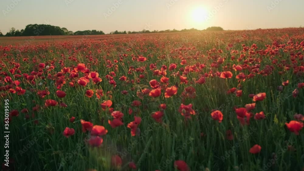 Red flowers during sunset in field Red flowers during sunset in field