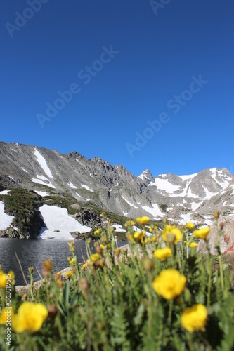 Wild Flowers and Snow Mountains
