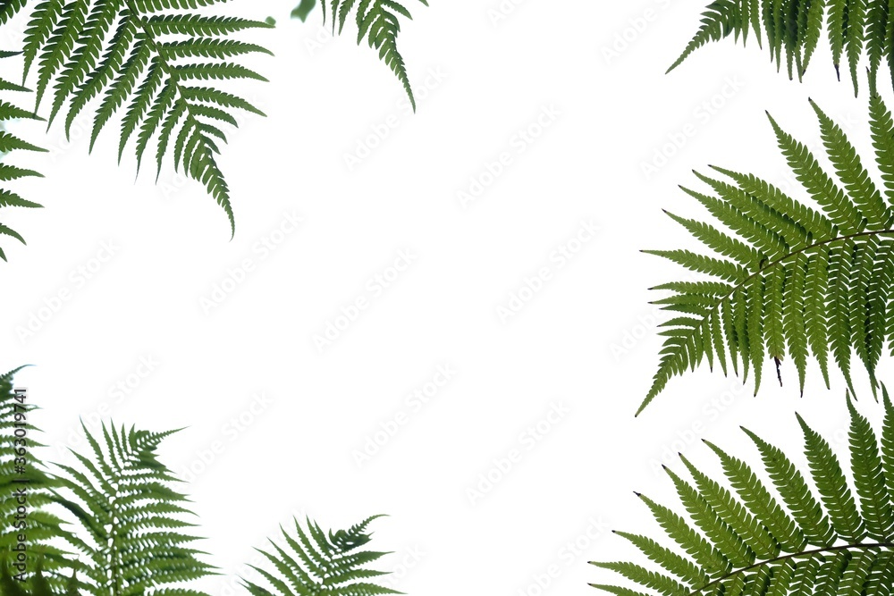 Tropical fern leaves on white isolated background for green foliage backdrop and copy space 