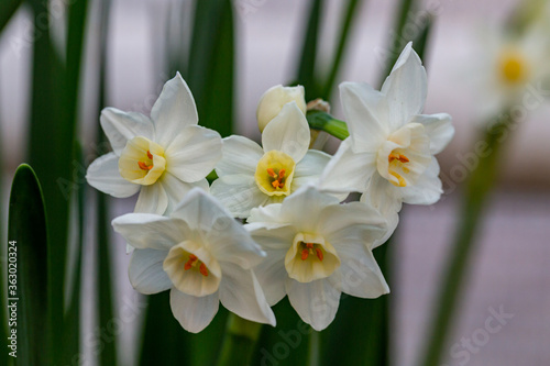 White narcissus Paperwhite 'Ziva' (Narcissus poeticus) in garden