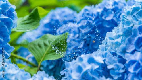 雨上がりの紫陽花と水滴のついた蜘蛛の巣　梅雨の風景
