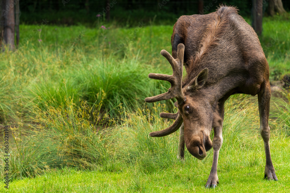 Fototapeta premium Elch im Gras