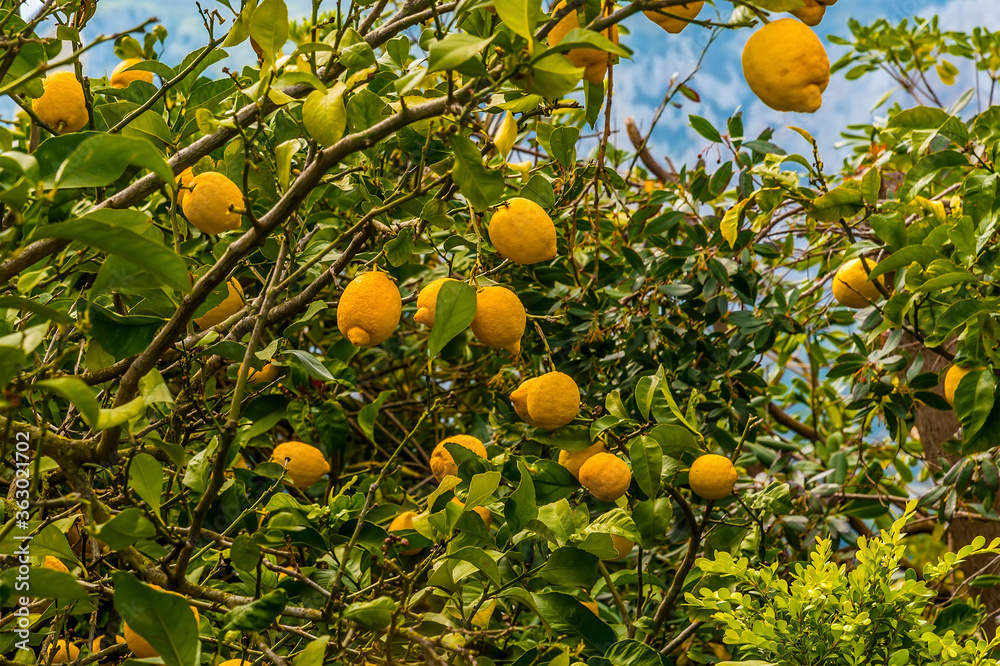 A close-up view of lemons growing on the island of Capri, Italy
