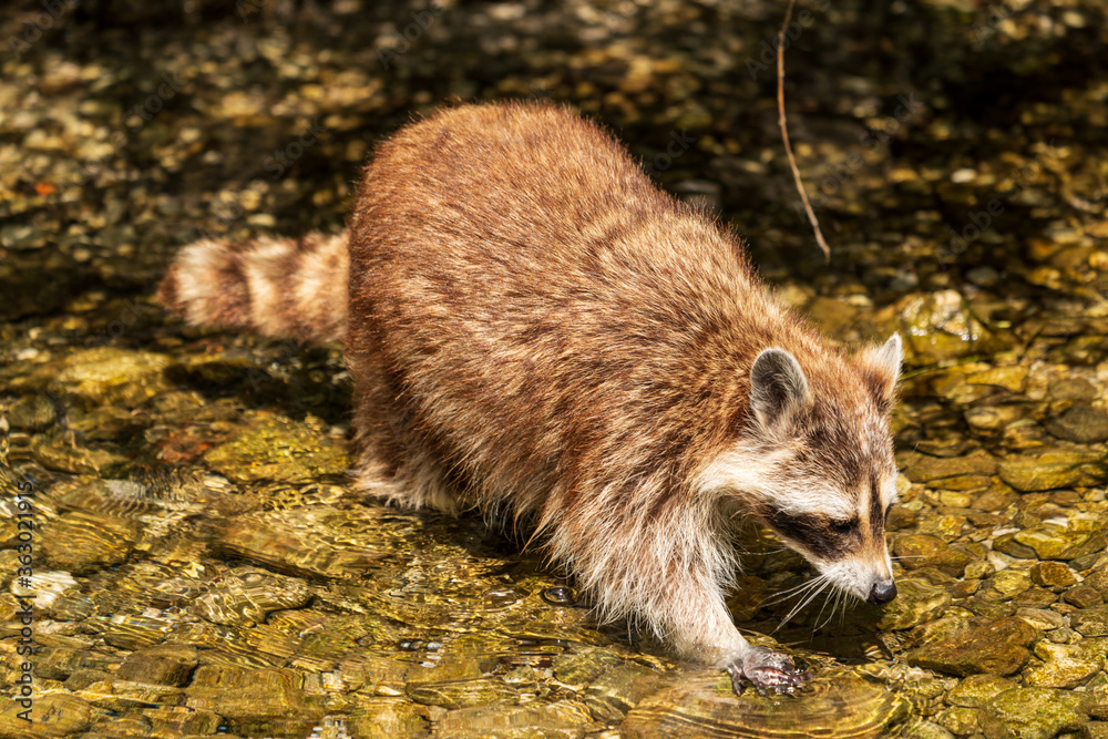 Waschbär im Wasser