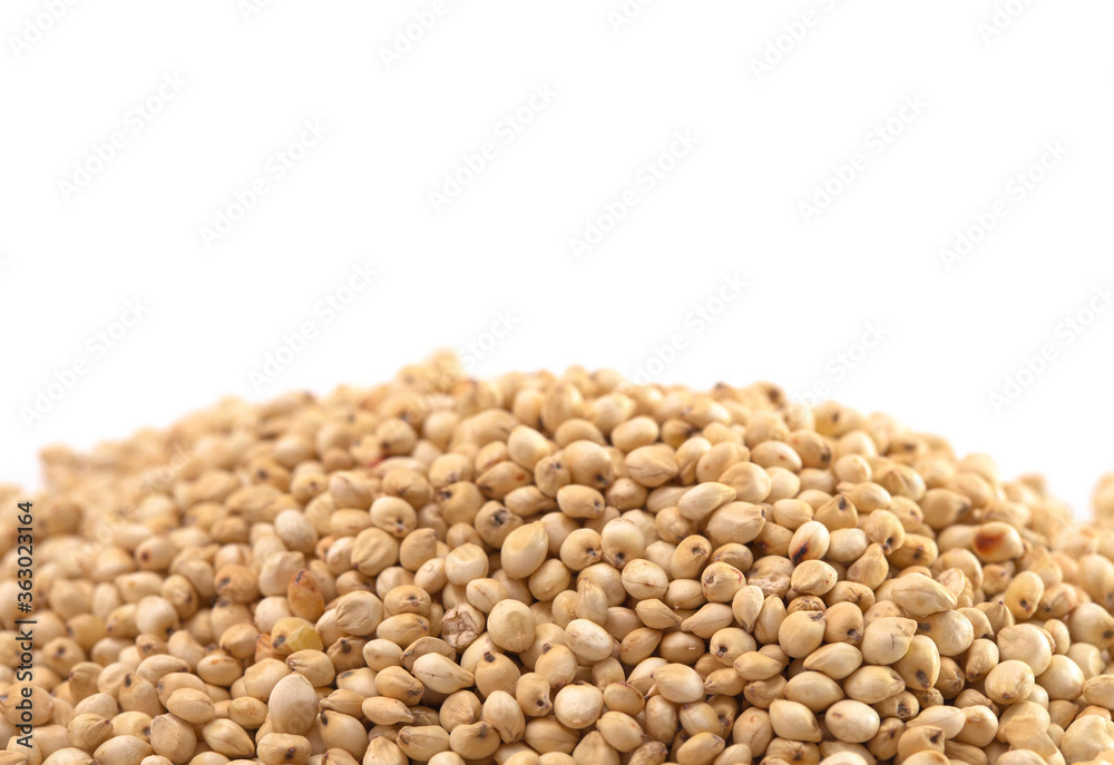 Pile of Sprouted Sorghum Isolated on a White Background Pile of Sprouted Sorghum Isolated on a White Background
