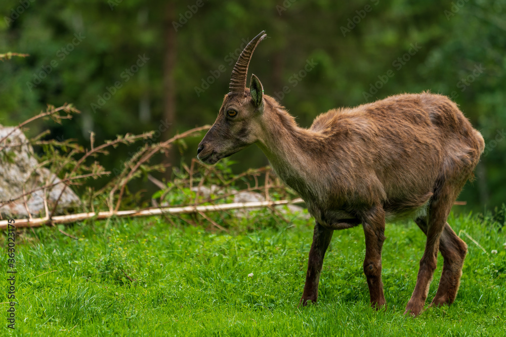 Fototapeta premium Junger Steinbock