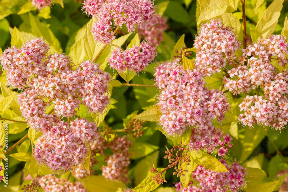 Blooming spirea by pink small flowers. Blossoming bush growing in a summer garden. Flowers delicate, charming, beautiful. Spirea Japanese Golden Princess Blooming spirea by pink small flowers. Blossoming bush growing in a summer garden. Flowers delicate, charming, beautiful. Spirea Japanese Golden Princess