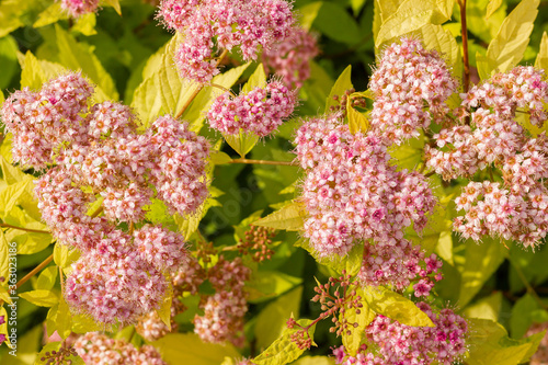 Blooming spirea by pink small flowers. Blossoming bush growing in a summer garden. Flowers delicate, charming, beautiful. Spirea Japanese Golden Princess