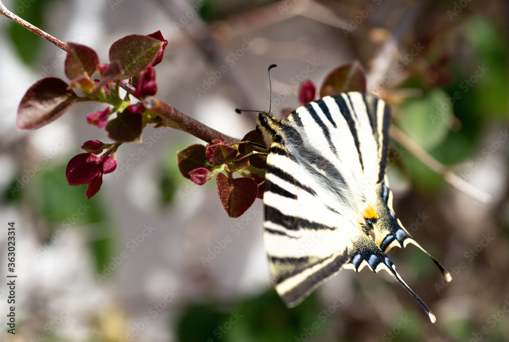 Close Up flamed butterfly on bougainvillea Close Up flamed butterfly on bougainvillea