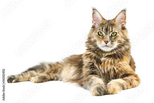 Schilderij op canvas Adult Maine coon cat, isolated