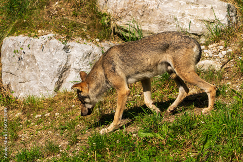 Wolf in der Sonne