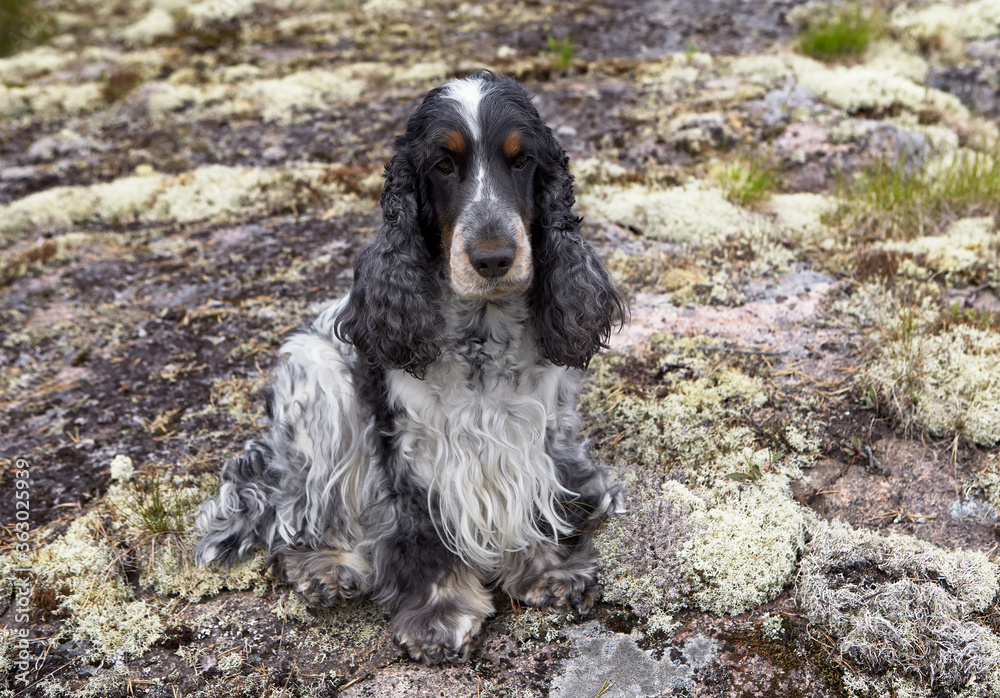 English Cocker Spaniel sitting on a stone ledge. Long eyelashes decorate dark and beautiful eyes. Light brown face markings. A bright white spot on the pedigree head.