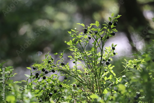 many wild berries attached to plant surrounded by green foliage 
