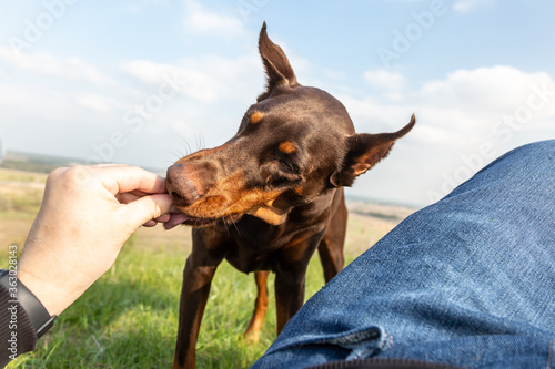 A man feeds a brown-and-tan Doberman Dobermann dog a treat with his hands lying on the green grass. Bottom view. Horizontal orientation.