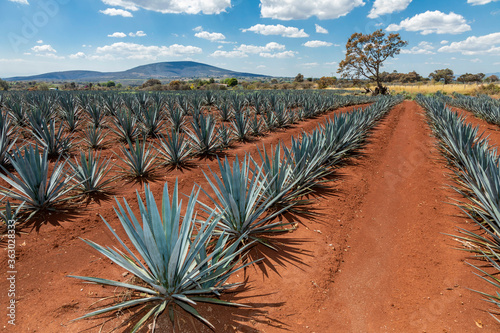 Tequila agave  lanscape