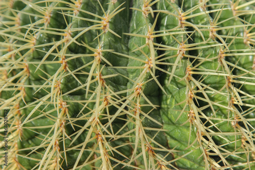 Closeup of the spine detail of the Echinocactus grusonii as a background Closeup of the spine detail of the Echinocactus grusonii as a background